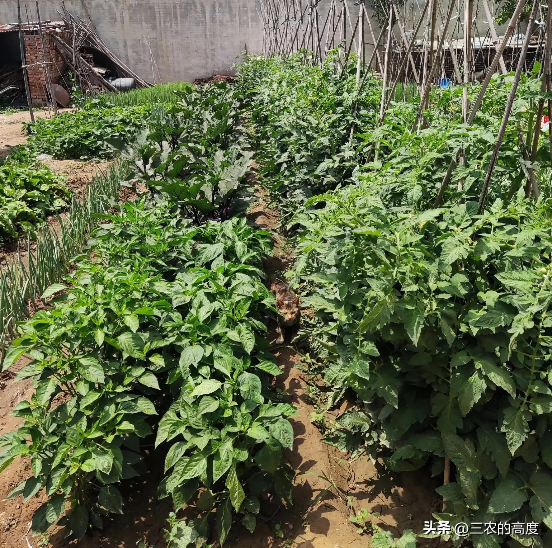 番茄怎么打叉枝才能高产稳产,番茄坐果整枝的正确方法