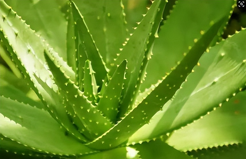 新房种什么植物吸甲醛,什么植物吸甲醛第一名