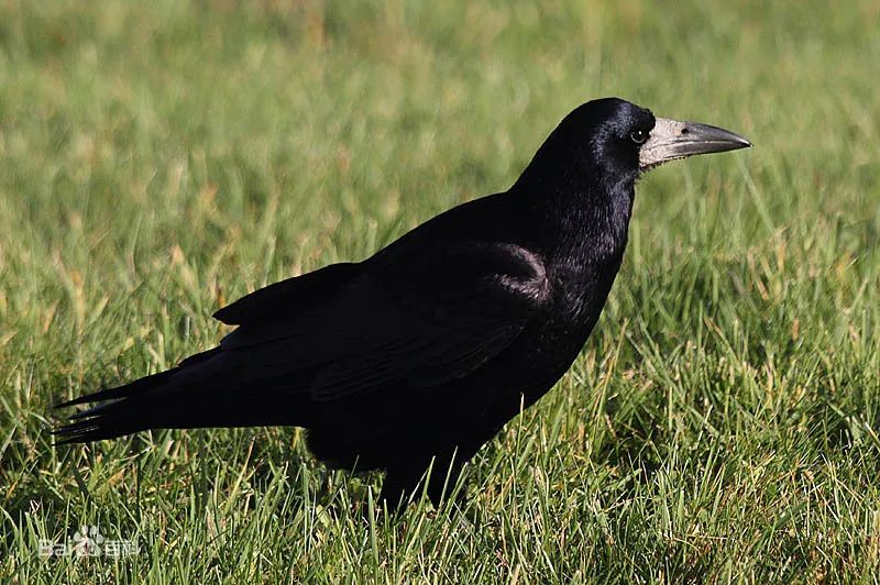 鸟儿大全高清图,高清珍稀鸟动态图片大全