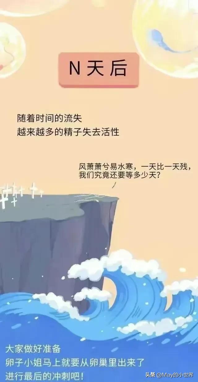 精子进入女性体内，会发生什么？