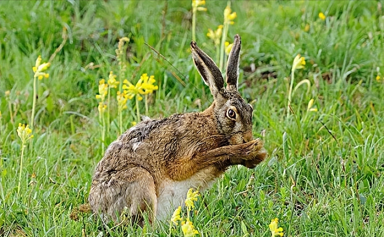 年轻和成年欧洲野兔股骨的形态特征、矿化和力学特性分析