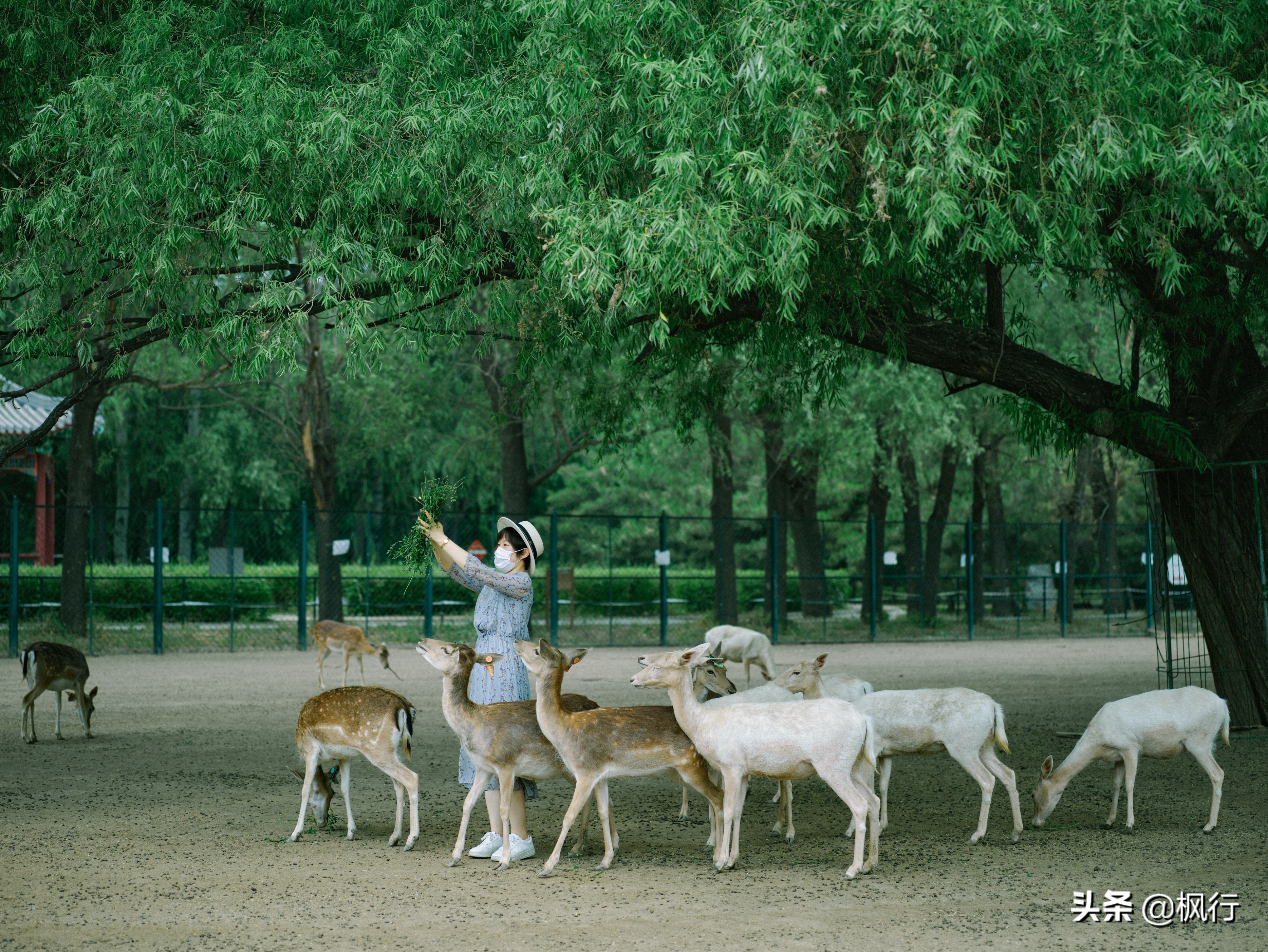 南海公园奈良小麋鹿,奈良小鹿公园麋鹿
