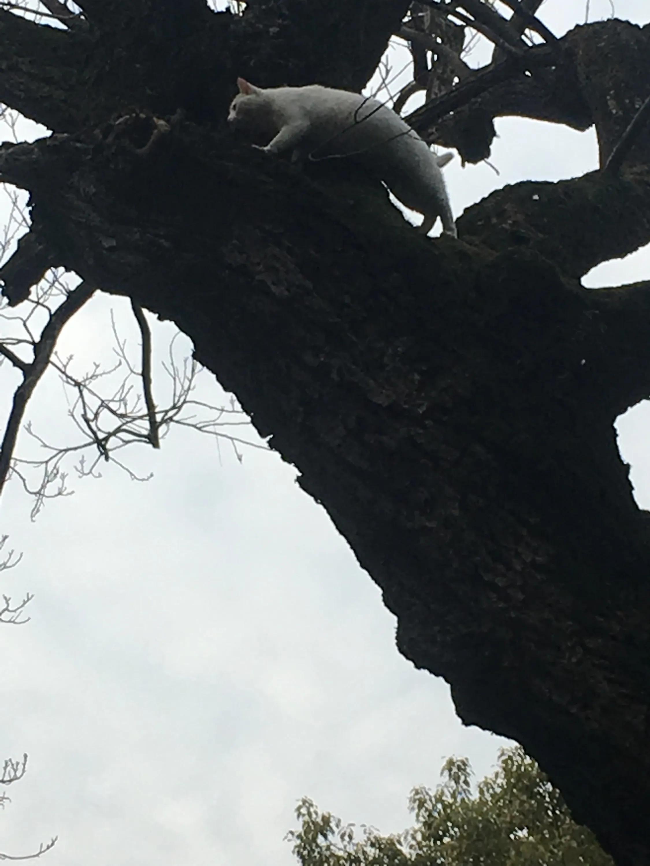 苏州西园寺猫咪图片高清,别样苏州