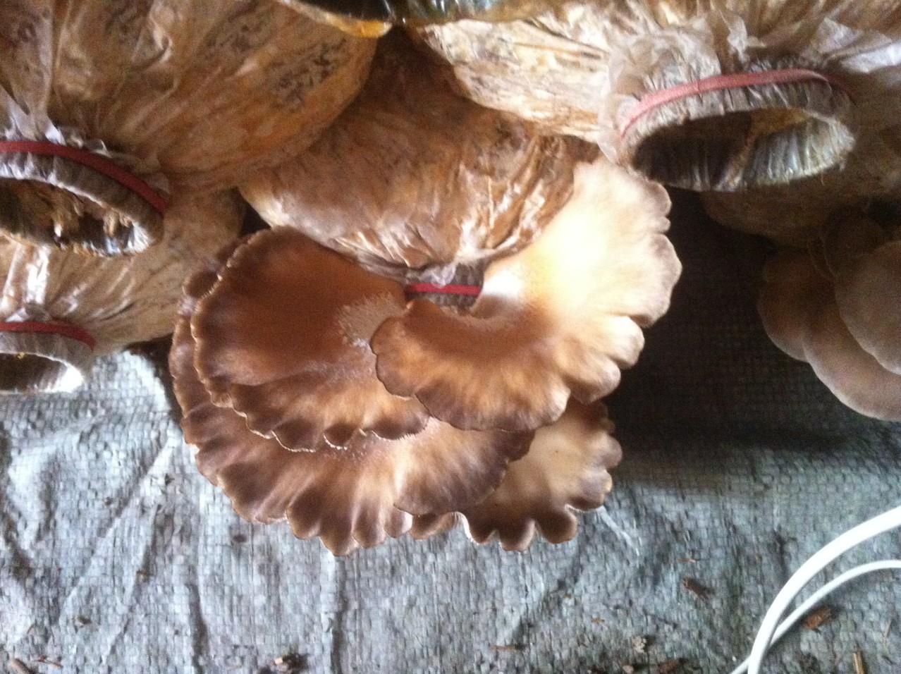 平菇的病虫害防治方法,平菇病虫害防控方法