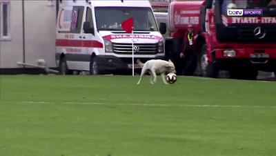 狗子冲进球场,狗子闯进足球比赛