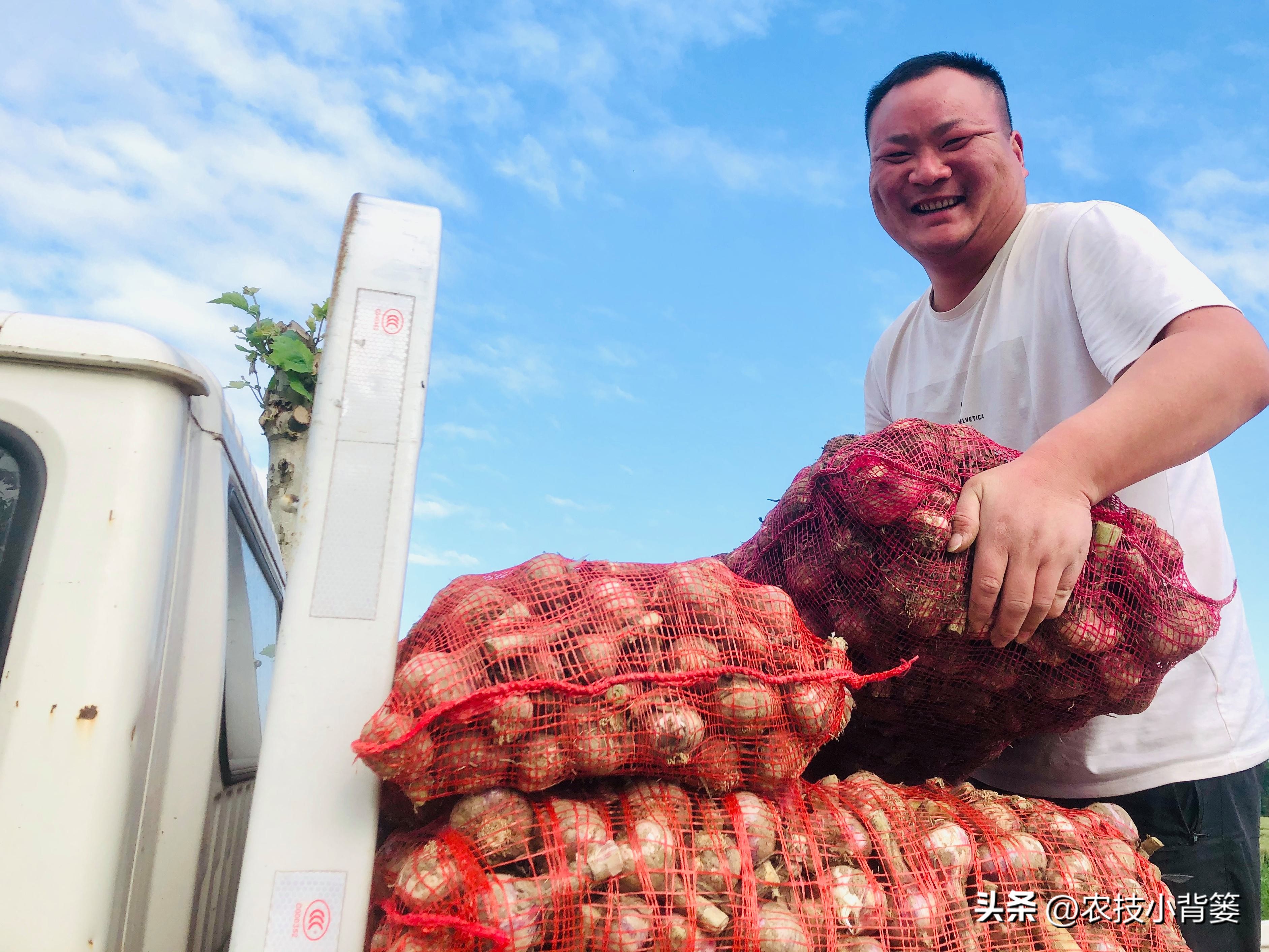 种植大量的大蒜怎么储藏,大蒜长期保鲜储存的正确方法