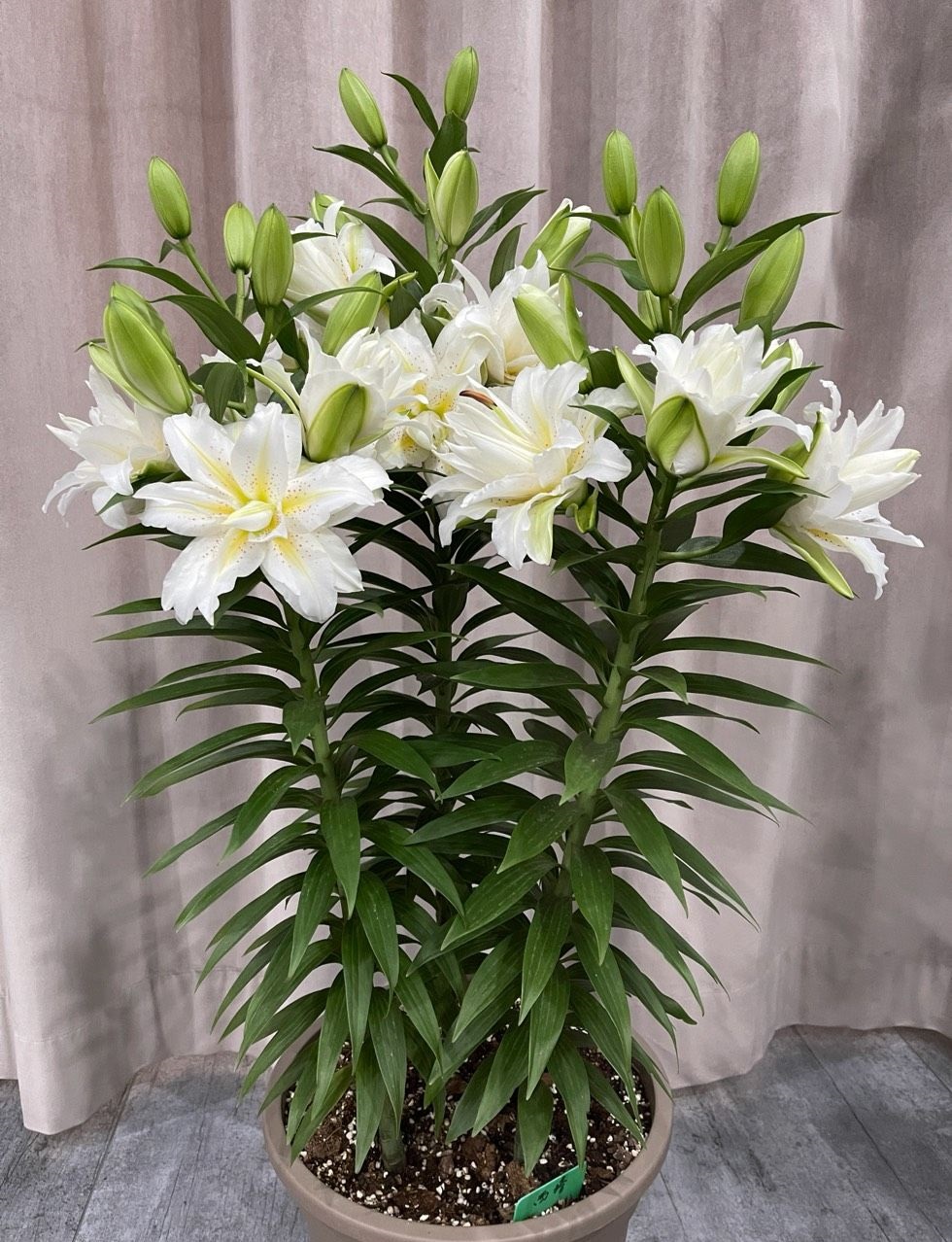 喜欢百合花，就养“重瓣百合”，花大色美，香气怡人，养护也简单