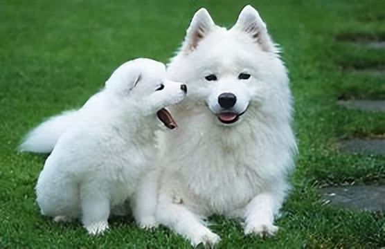 动物在生态系统中的生物比例,动物在生态系统中的作用是什么