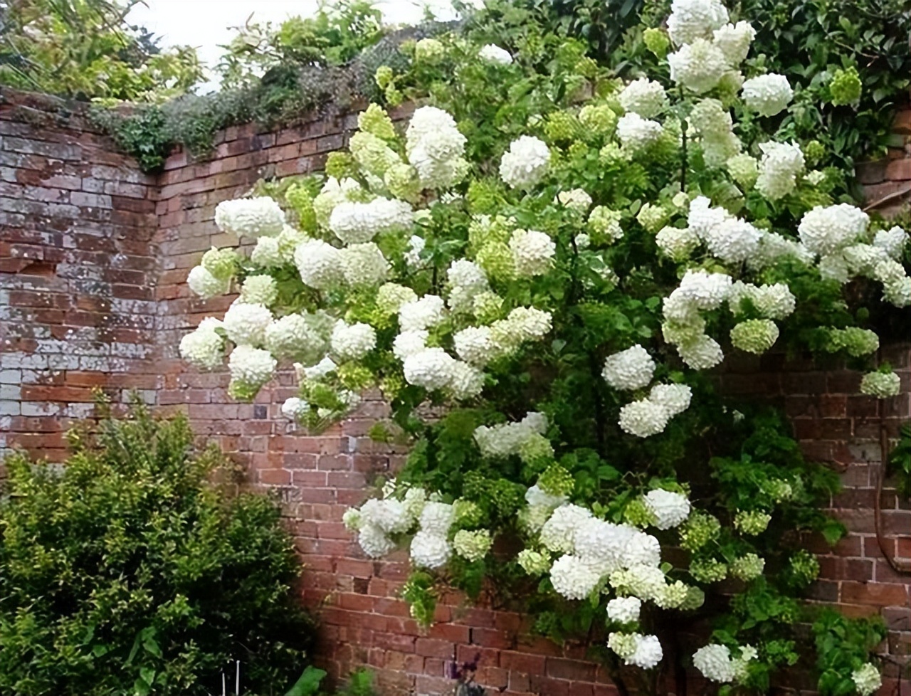 农村自建房庭院门前种什么果树好,东北地区庭院里门前适合种什么树