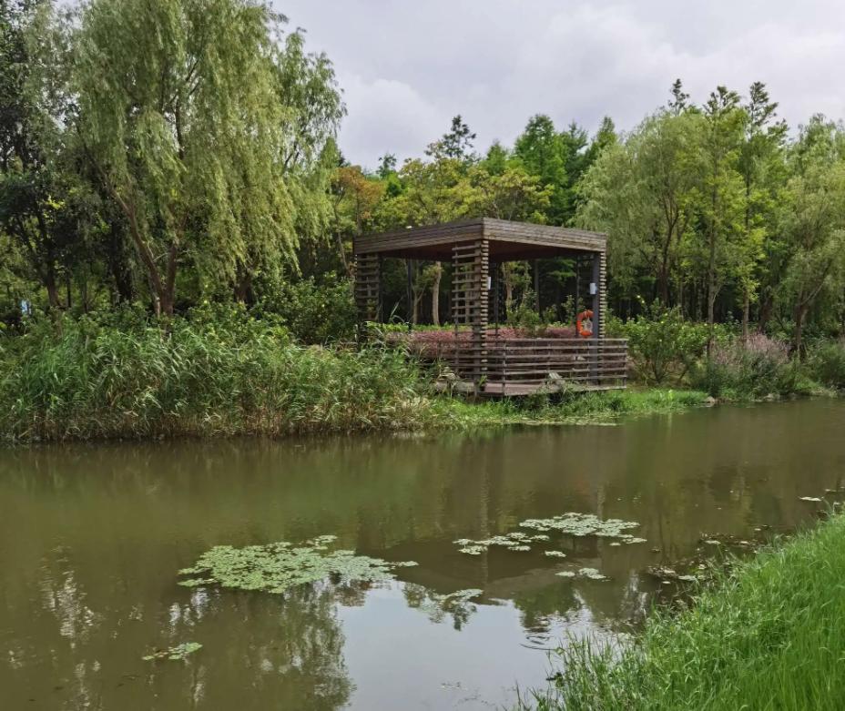 上海市区森林秘境,上海这些景区值得一去