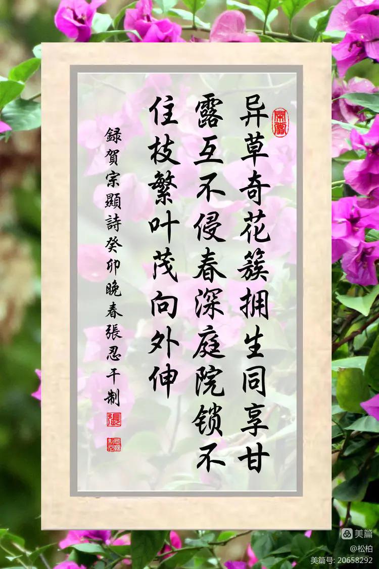 【松柏】（十四）潜情三角梅