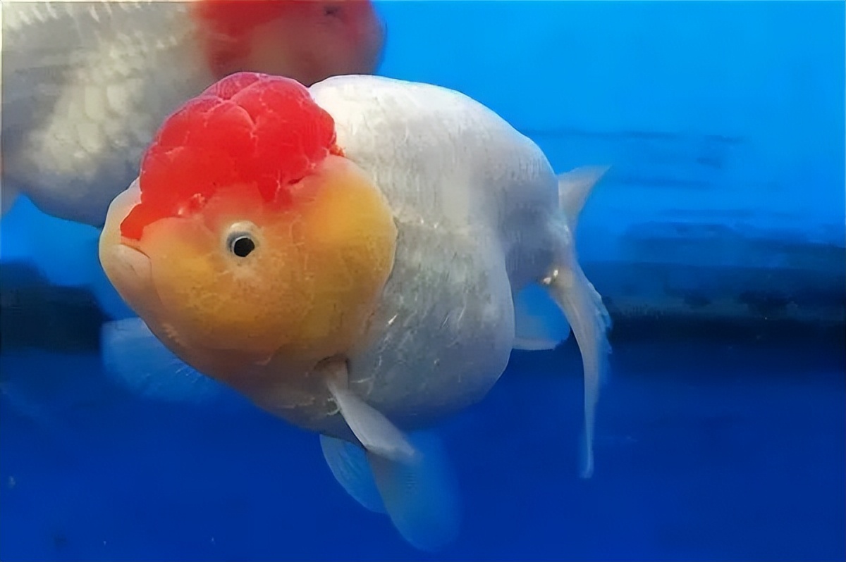 金鱼概述,金鱼图鉴