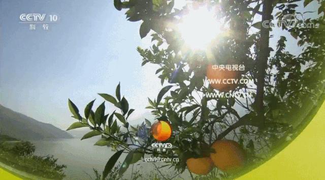 十部不能看的鬼片 (央视播过的鬼片)