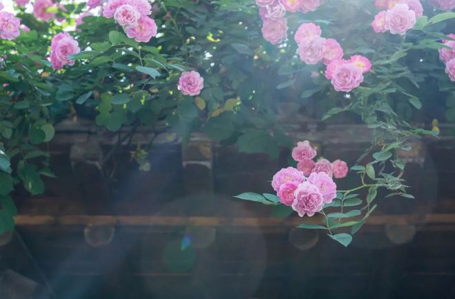 关于蔷薇花的唯美诗句有哪些,蔷薇花唯美的诗句