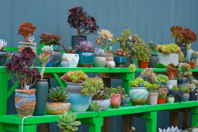 成都最新的花市,成都花市人气旺