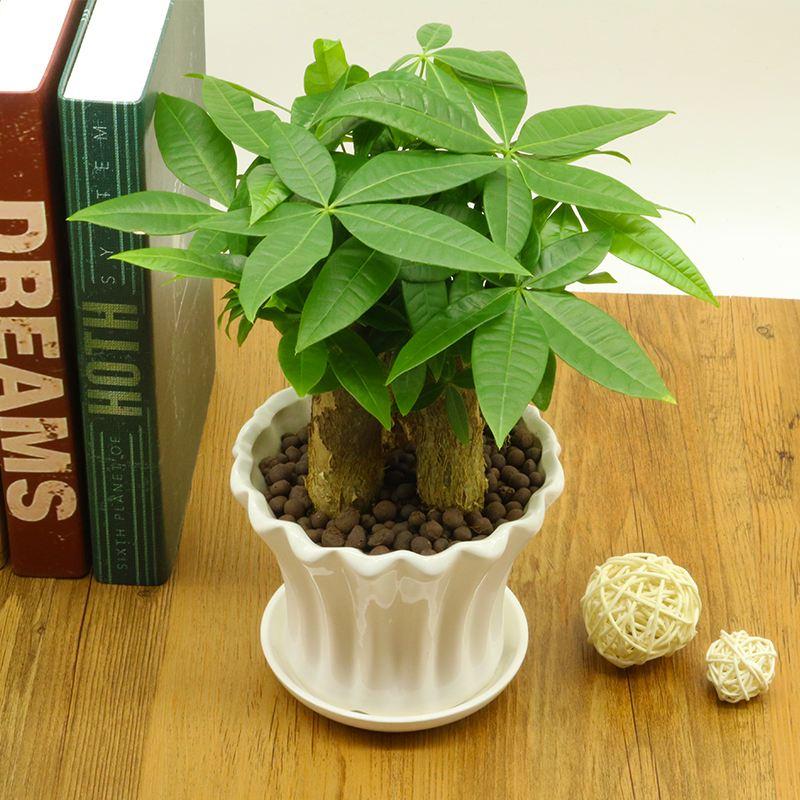 养花什么花是喜酸的,喜酸的花怎么养