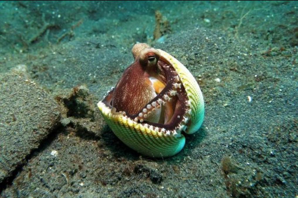 智商超群的章鱼,可能来自外星?为何它们交尾后会选择自杀?