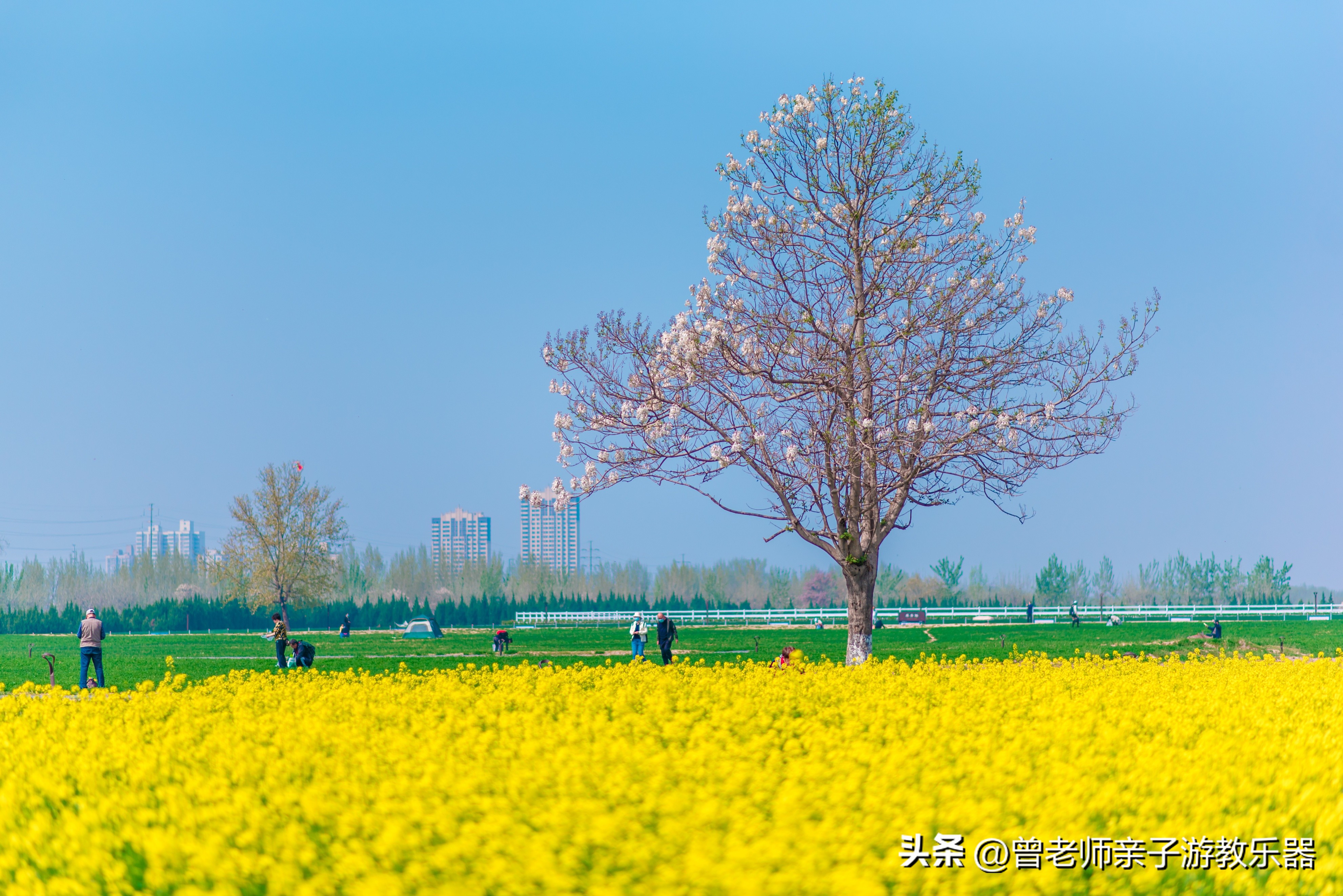 西安油菜花花海,西安看油菜花的地方都有哪些景点