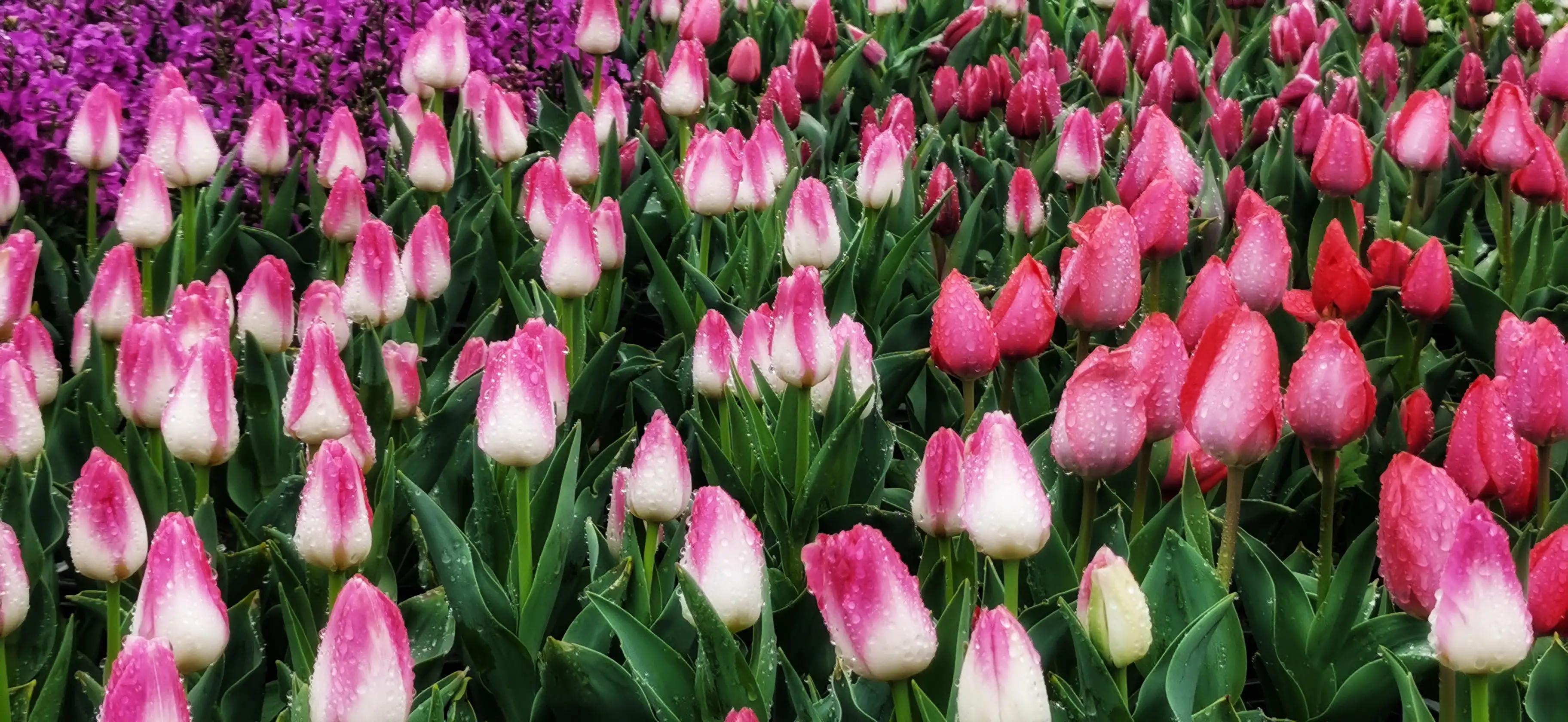 湖北宜昌花海赏花,枝江同心花海四月有什么花