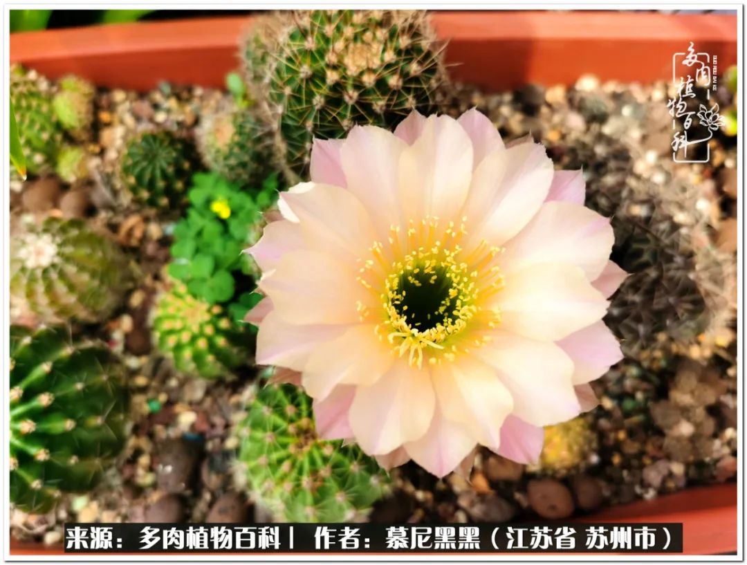 生活需要三分甜,生活需要一半禅意一半烟火