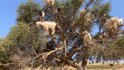 摩洛哥踢球干净吗,摩洛哥是怎样的一支球队