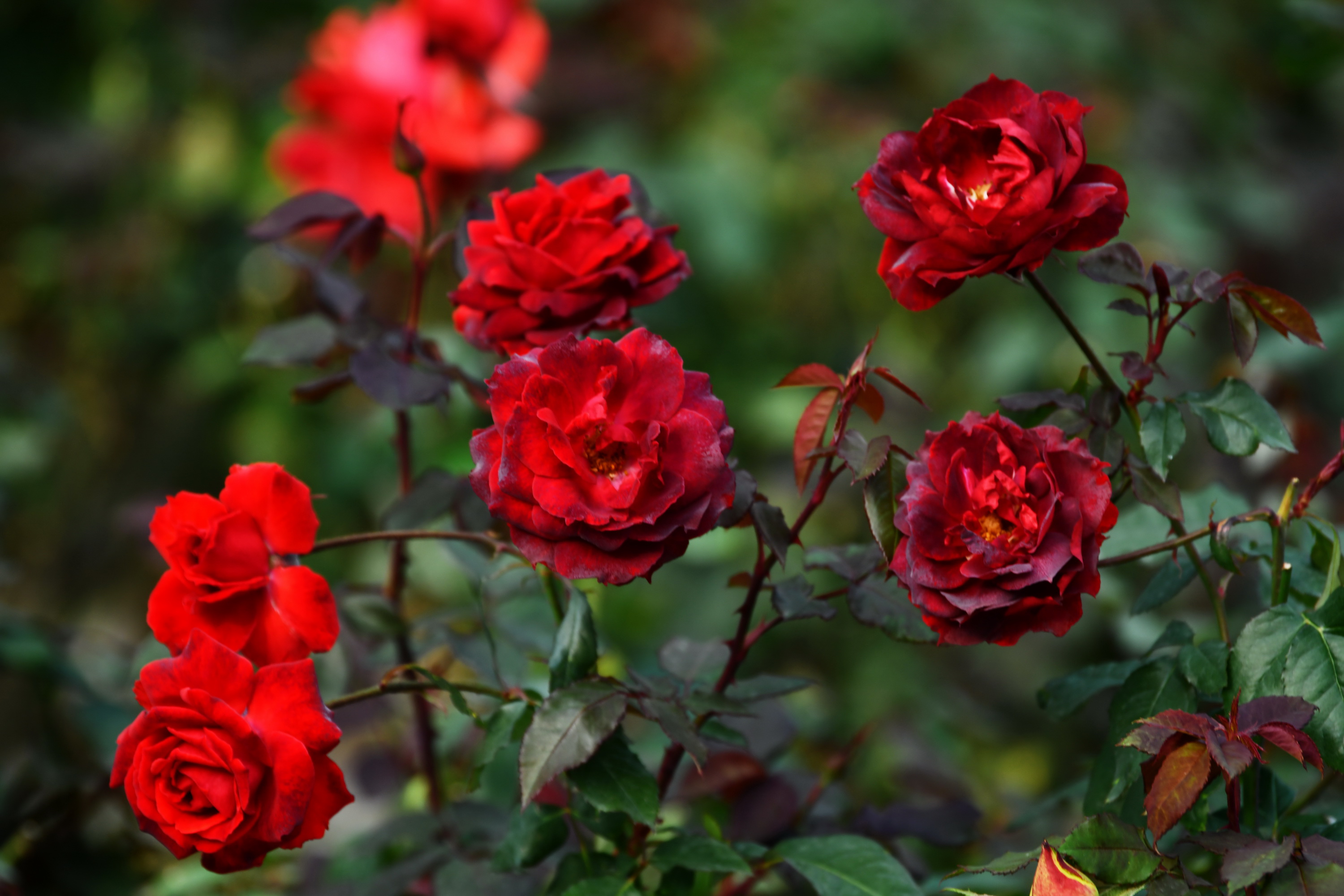 广州市番禺区宝墨园攻略,广州宝墨园景观