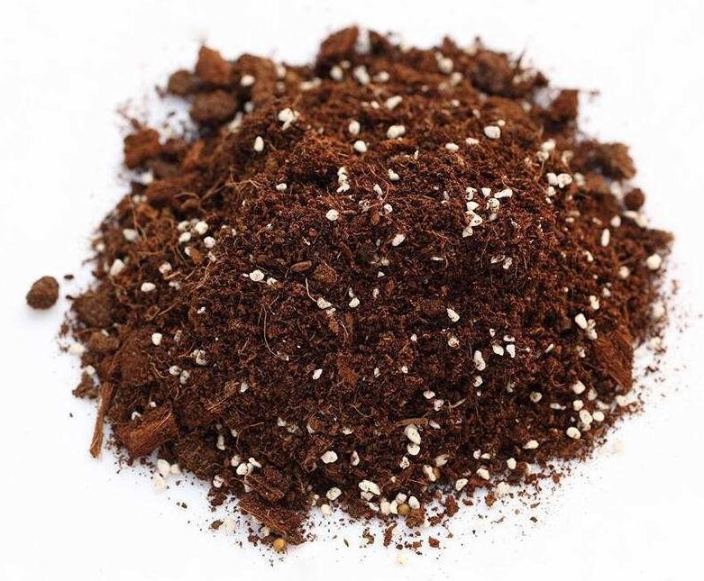 万年青的养殖方法和时间,万年青的养殖方法和注意什么