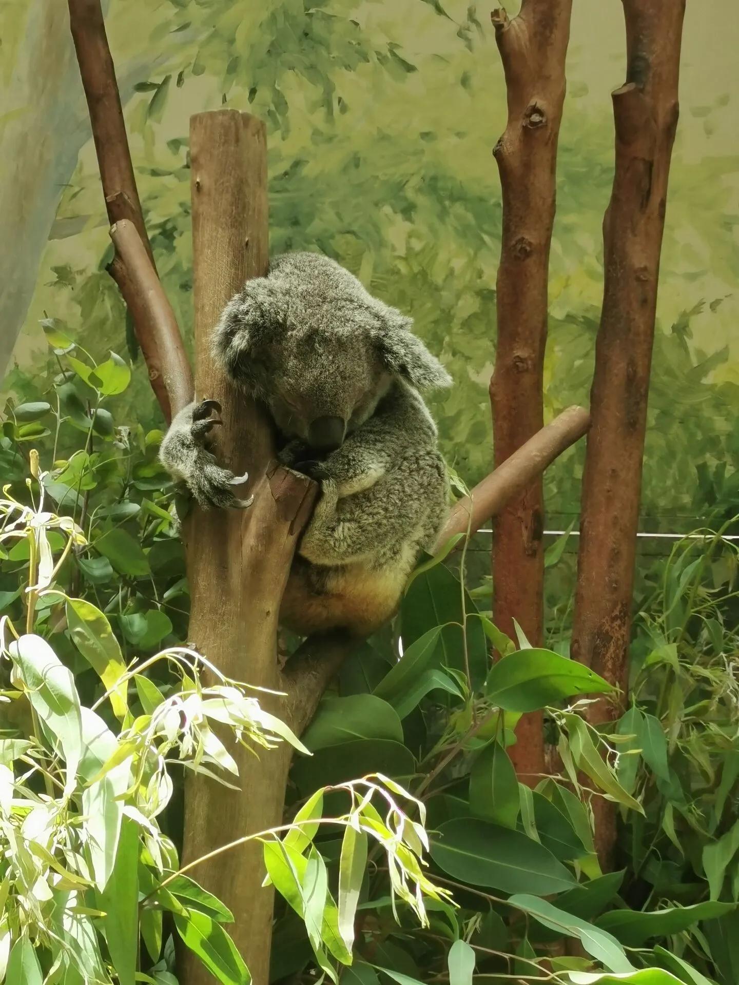 广州长隆野生动物世界有大象吗,广州长隆野生动物世界有多少动物