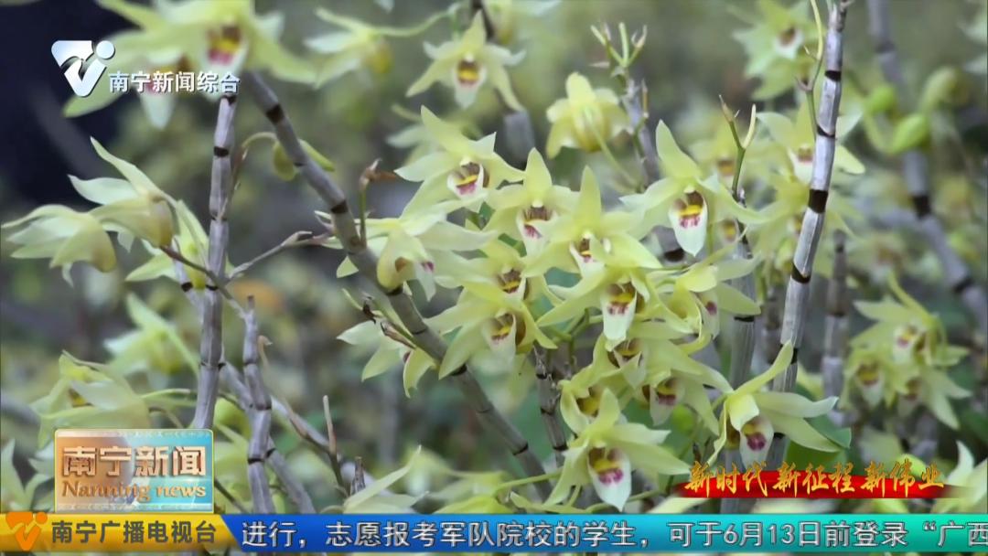 养殖牛致富新模式,养牛致富新项目视频