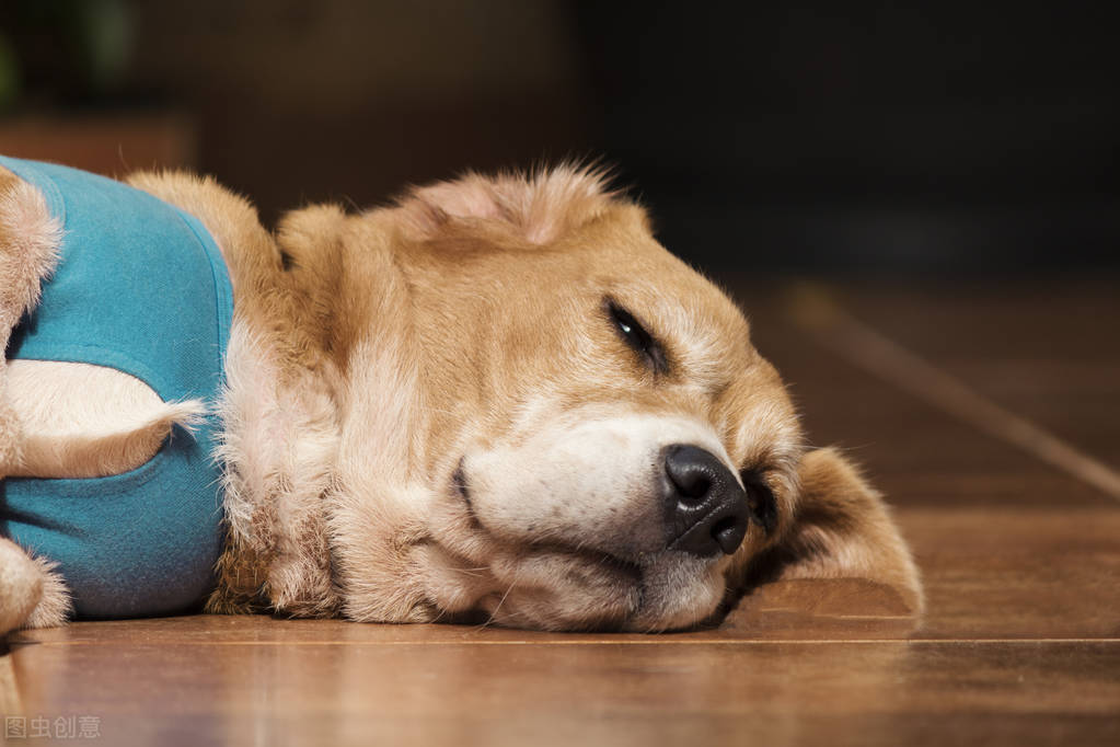 狗狗眼睛红肿睁不开眼睛怎么回事,狗狗眼睛疾病如何治疗