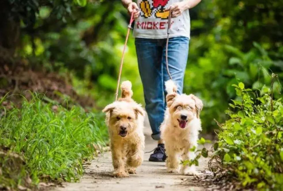 新手养哪种宠物狗比较好养,养狗首选这3种狗既便宜又好养