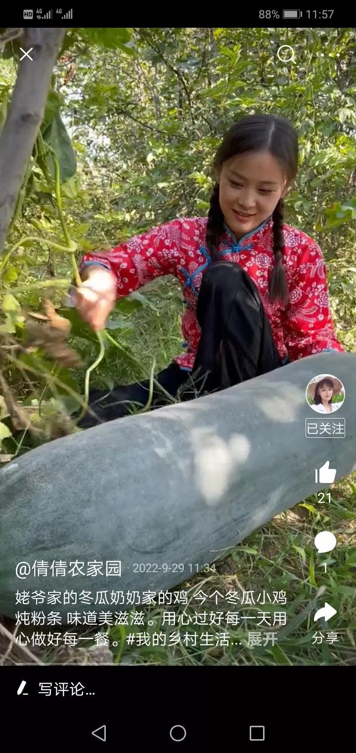 奶奶养的鸡逃了,奶奶养了两年没舍得吃的鸡