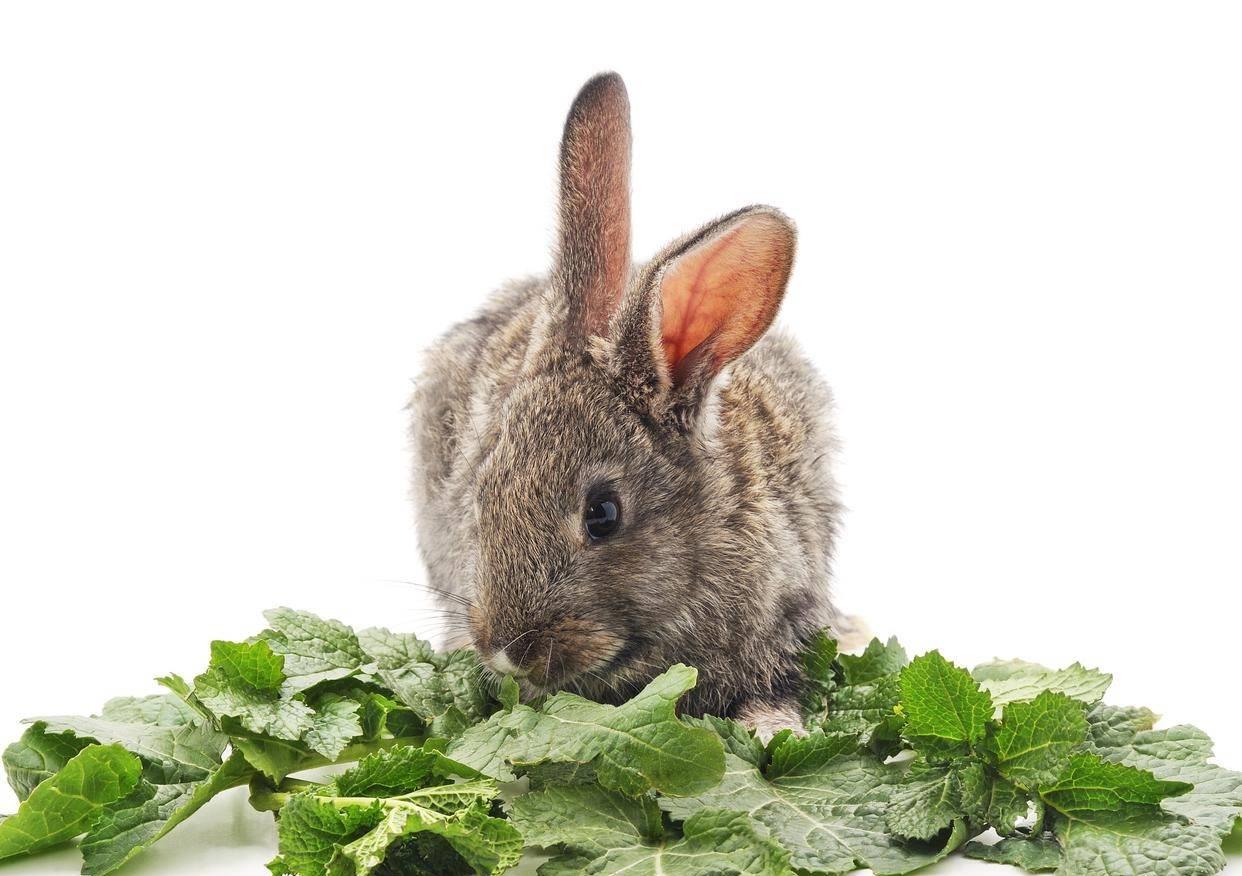 被兔子传染癣了怎么办,兔子长癣怎么治好得快