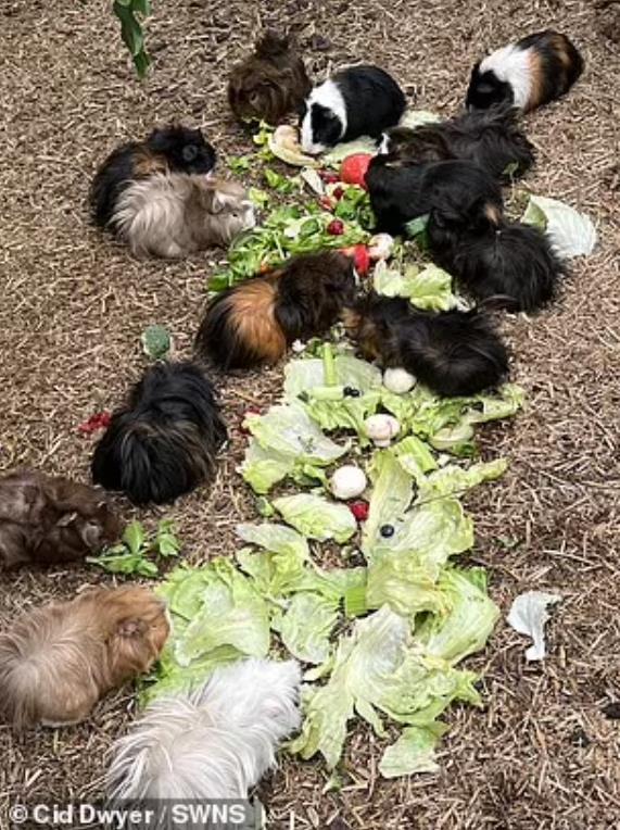 豚鼠被主人遗弃,前主人抛弃在出租屋里领养的猫咪