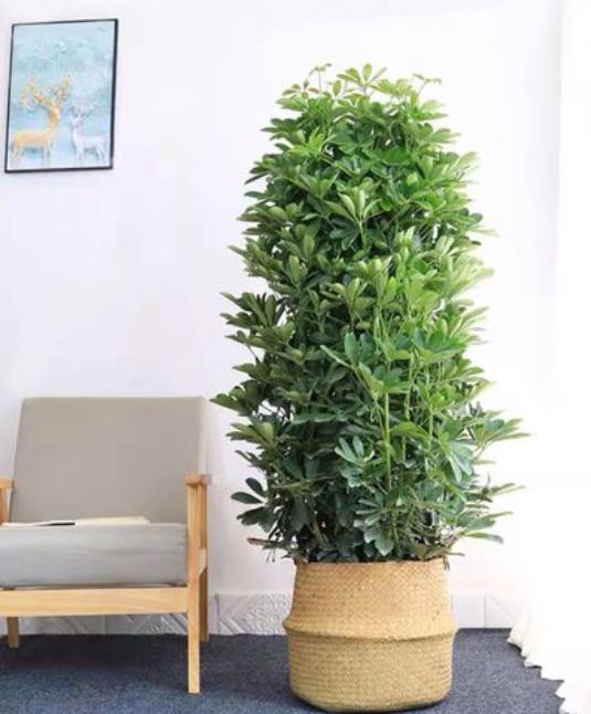 适合养办公桌上的5种盆栽小绿植,什么大盆绿植适合室内养不怕冷