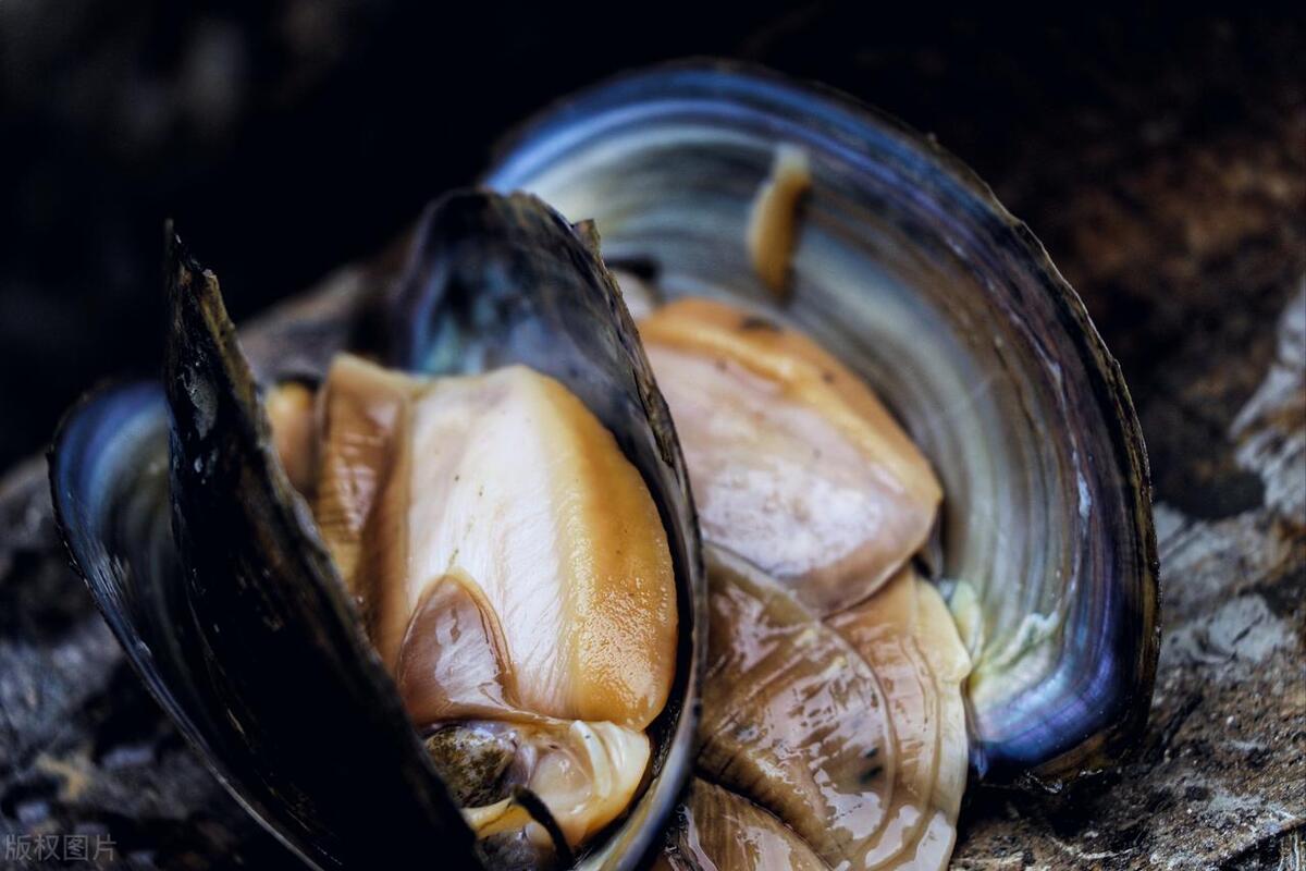 河蚌肉人人都喜欢吃,河蚌软肉比硬的好吃