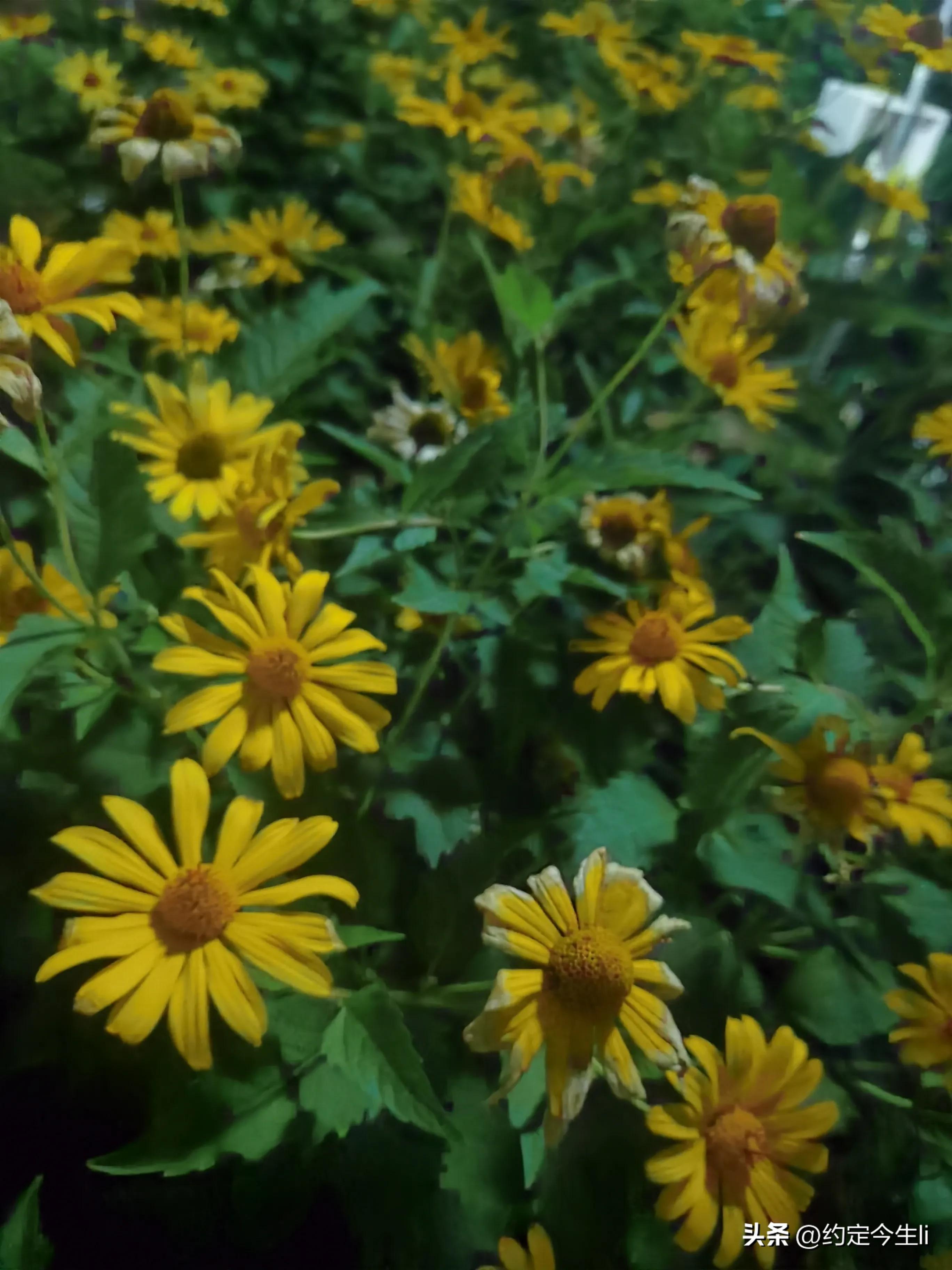 一束花的图片大全大图,一束花的仪式感