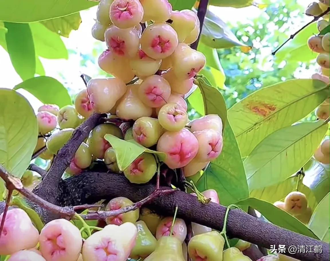 常用植物生长调节剂正确使用方法,植物调节剂喷后几个小时见效果