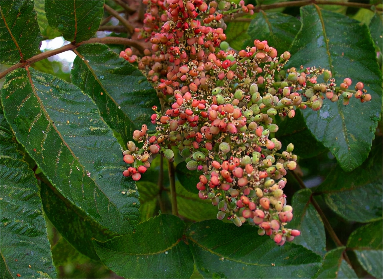 农村一种树全身都是宝,农村一种树花里面很多虫