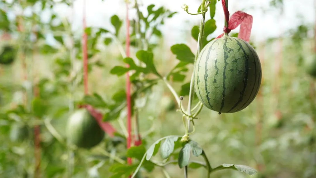 东平县旧县乡：巧打时间差玛丽西瓜抢“鲜”上市