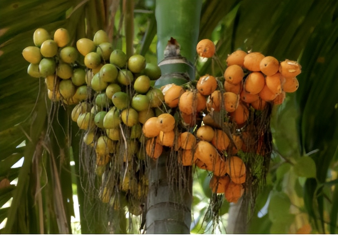 软性毒品槟榔的危害有哪些,害人害己的槟榔