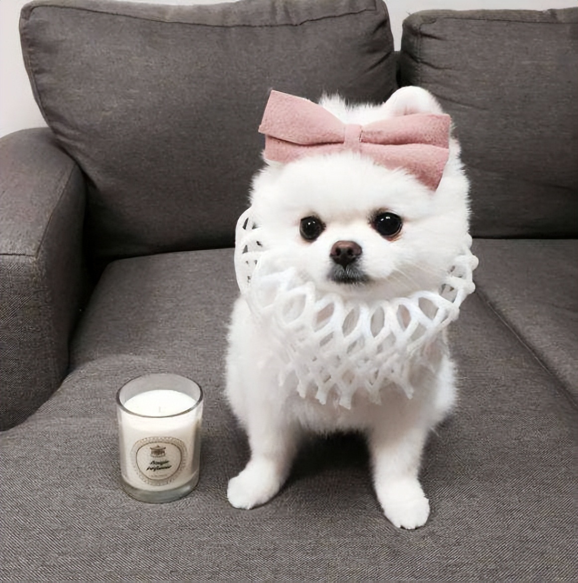 养狗新手推荐什么狗便宜,买什么狗最好养又便宜