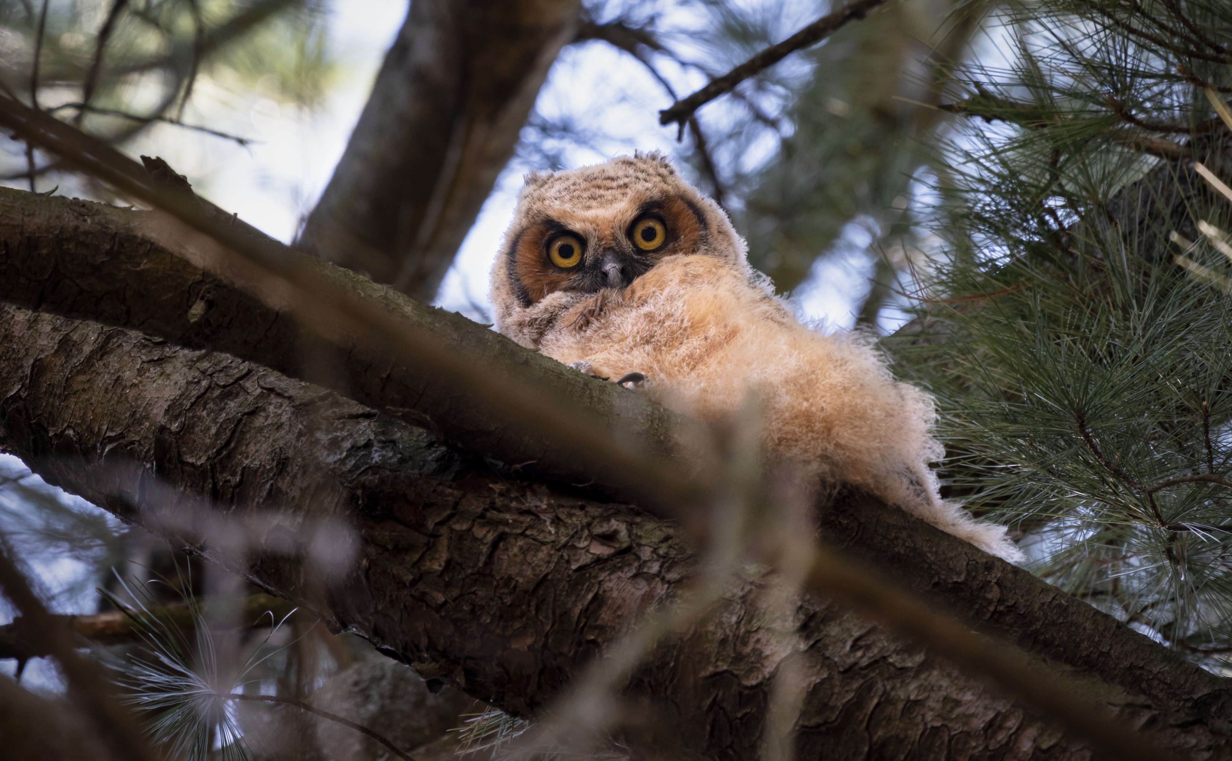 迷你世界探索宠物隐藏秘密,盘点宠物幼崽