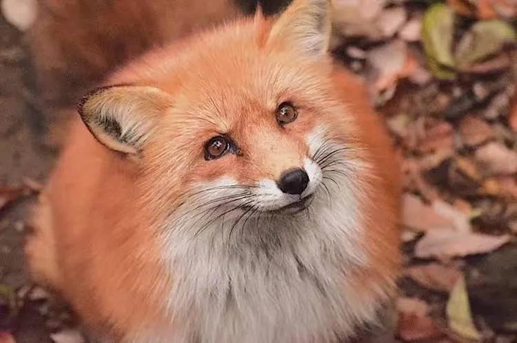 聊斋故事女鬼与女狐,讨狐记聊斋故事