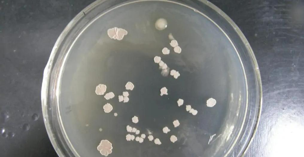 水产养殖芽孢菌分几种,水产芽孢杆菌分类