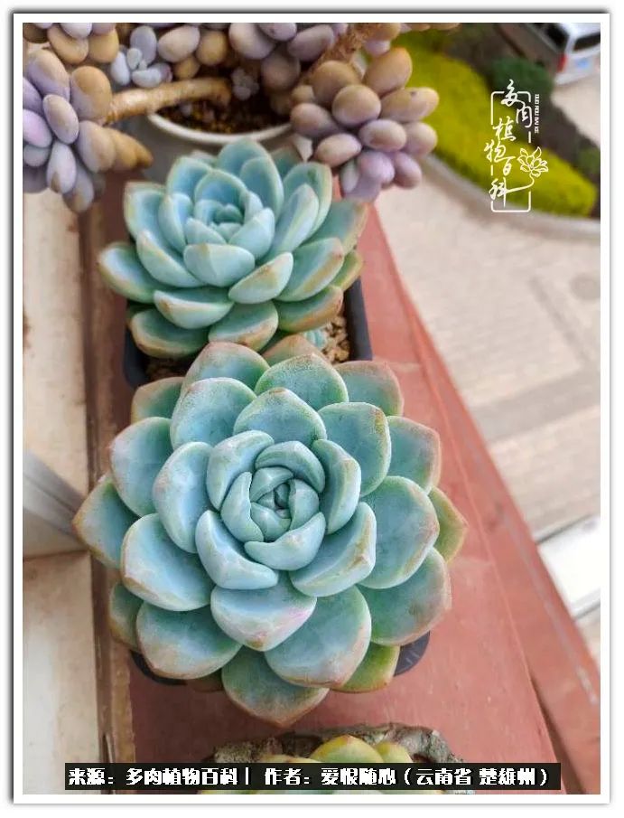 用心种好每一棵多肉,每一棵多肉都是独一无二的