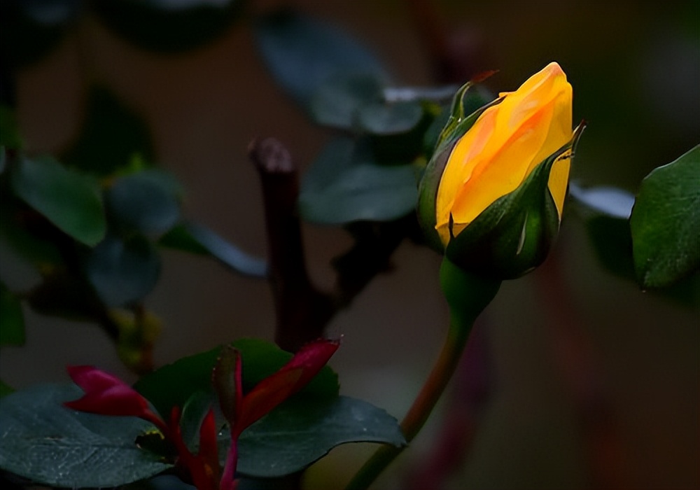 玫瑰花的诗句唯美大全,关于玫瑰的唯美诗句及解析