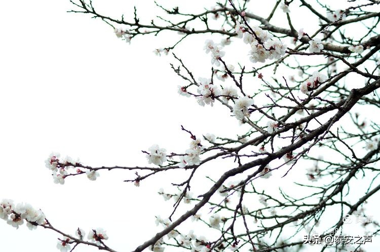 春风拂柳梅花开,桃李春风梅花开