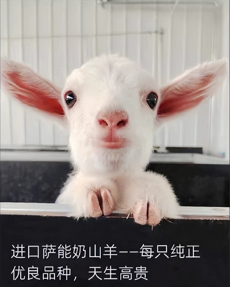 健康零食新风向--高营养好物“咩果星球”值得推荐