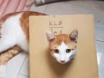 猫咪流泪有眼屎该吃什么药,猫咪有红褐色的眼屎正常吗